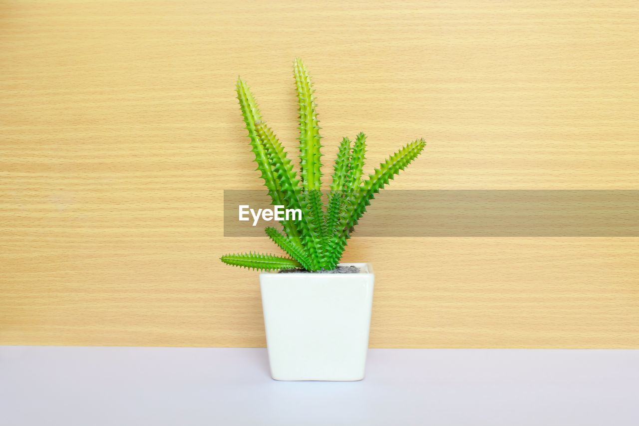 Close-up of succulent plant on table