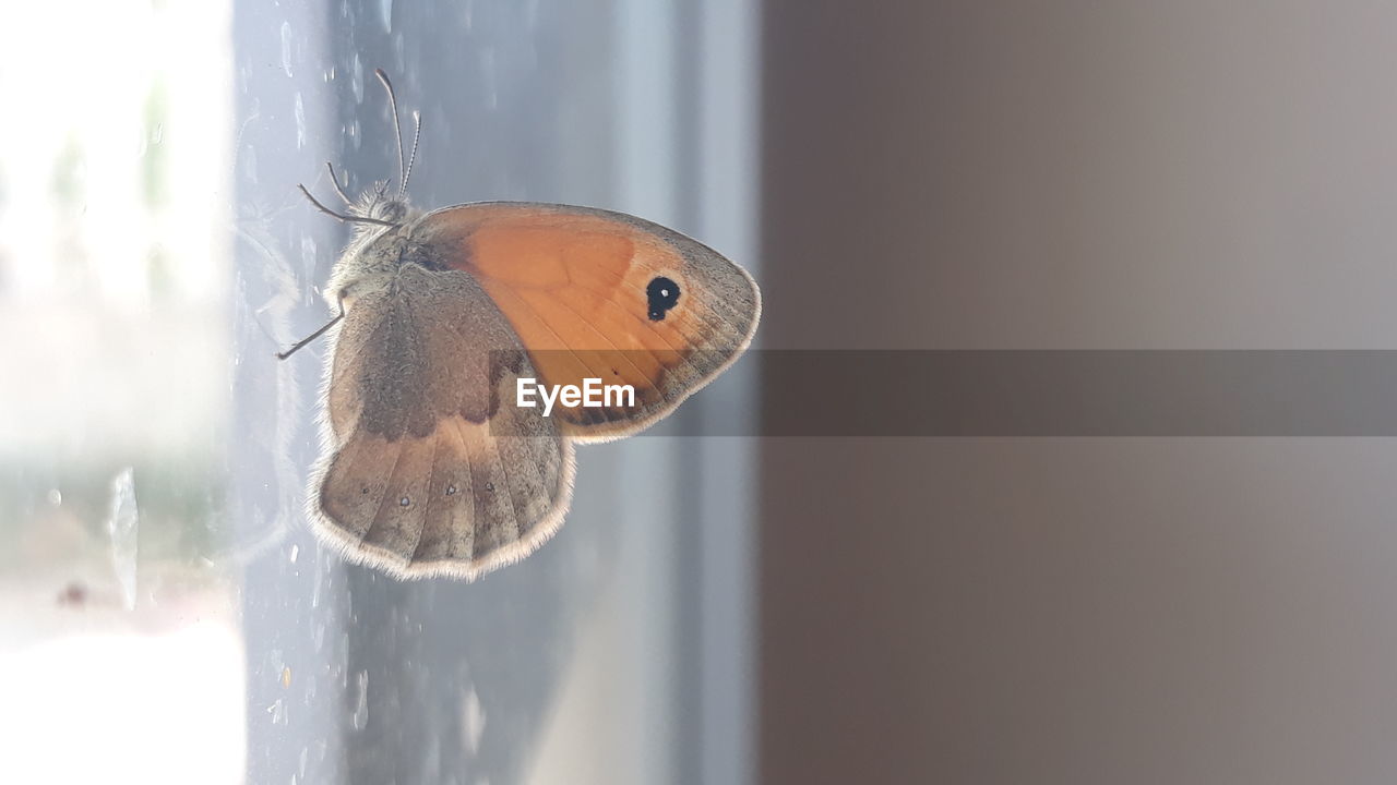 Close-up of insect on glass