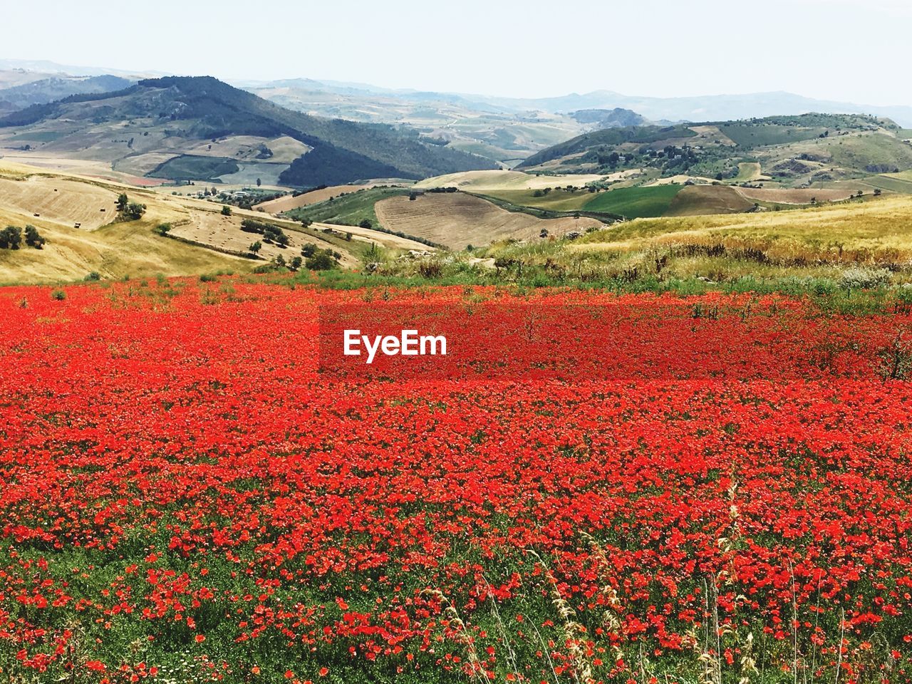 FLOWERS GROWING IN FIELD