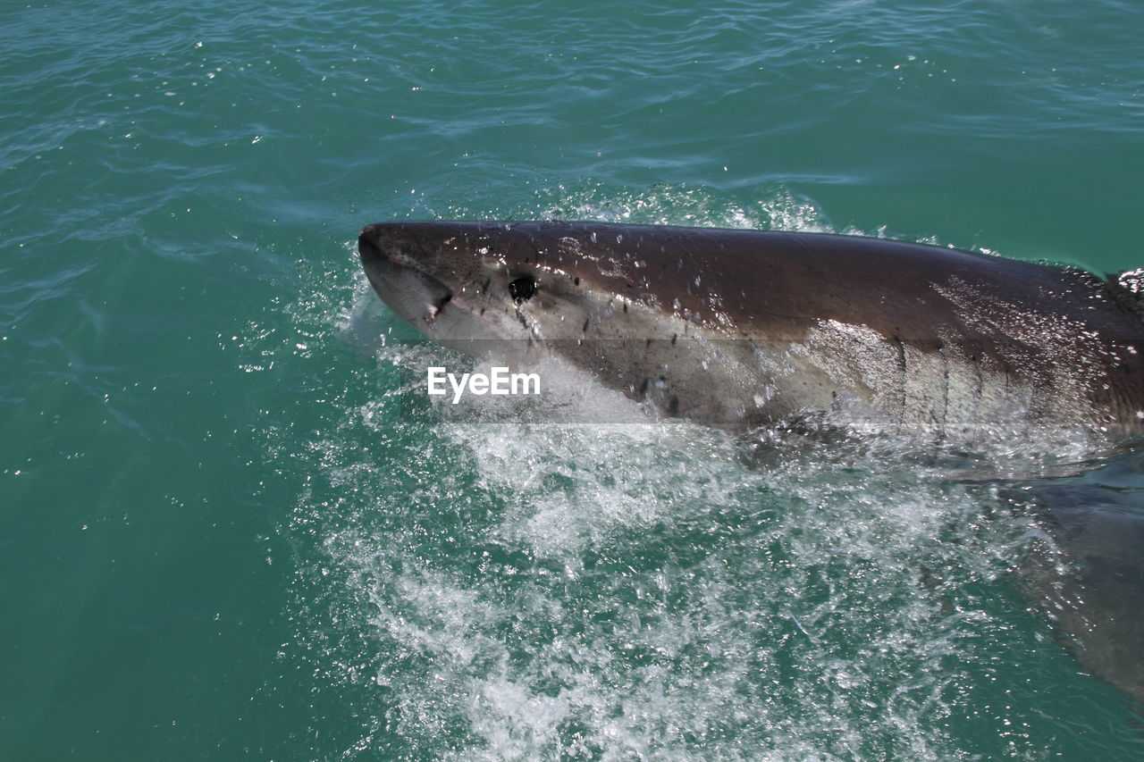 Close-up of shark swimming in sea