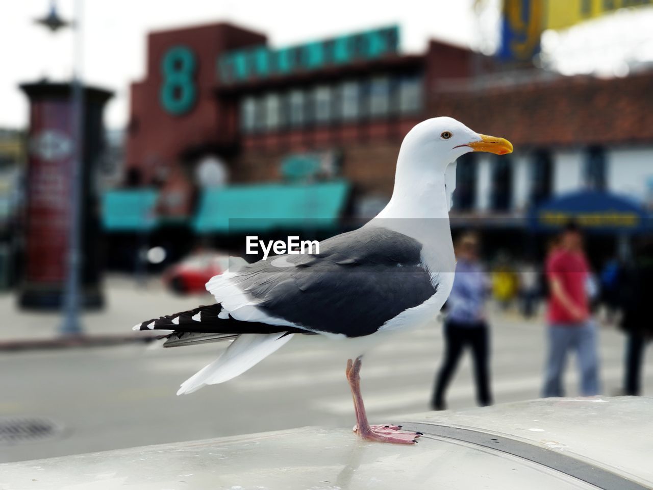 CLOSE-UP OF SEAGULL PERCHING ON WOOD