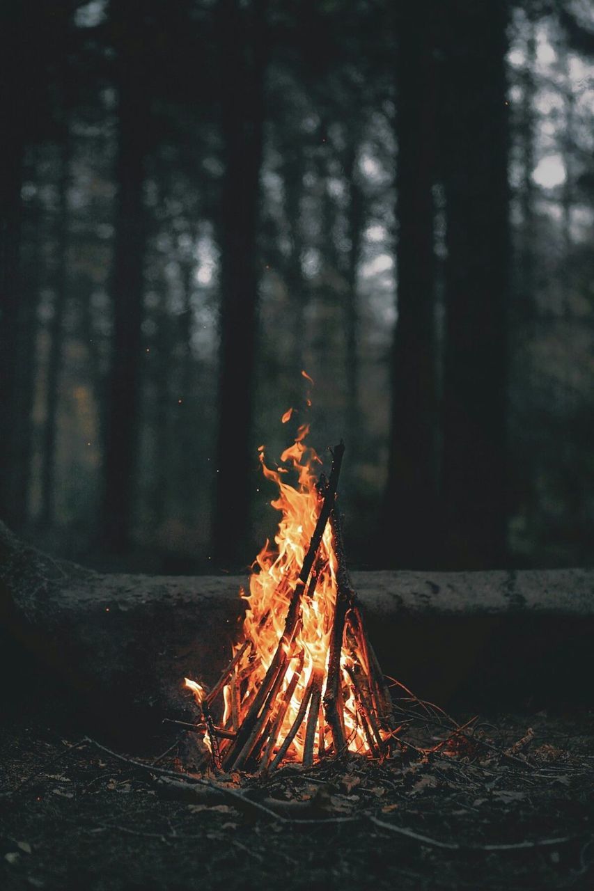 Firewood burning in forest at dusk