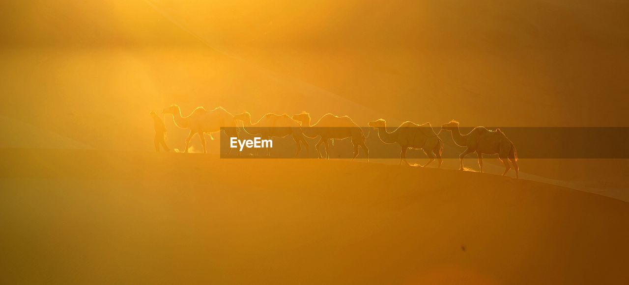 Herder with camels on sand dune in desert