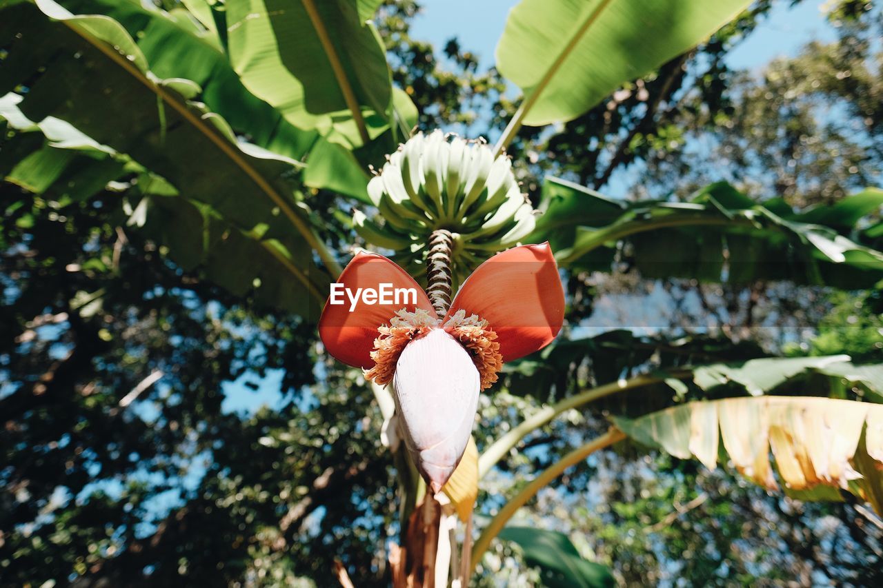 Close-up of flowers blooming on tree