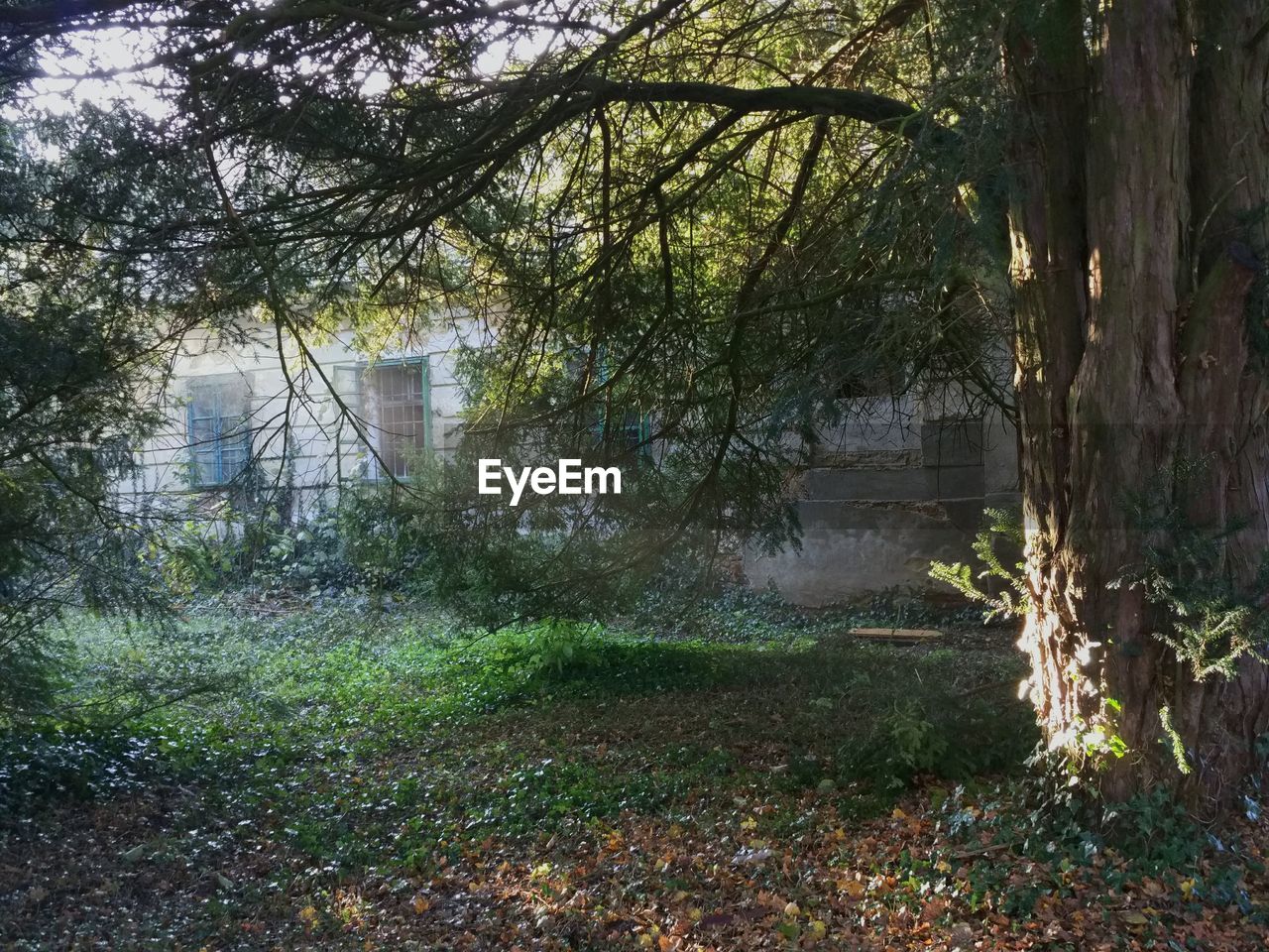 TREES AND PLANTS GROWING IN WATER