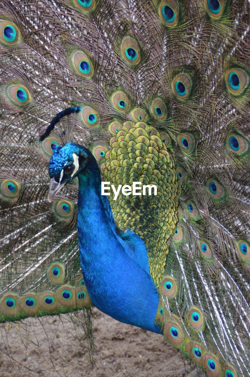 HIGH ANGLE VIEW OF PEACOCK FEATHERS