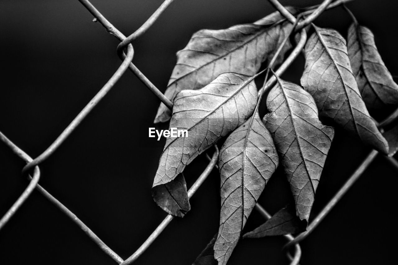 Close-up of dry leaves on chainlink fence