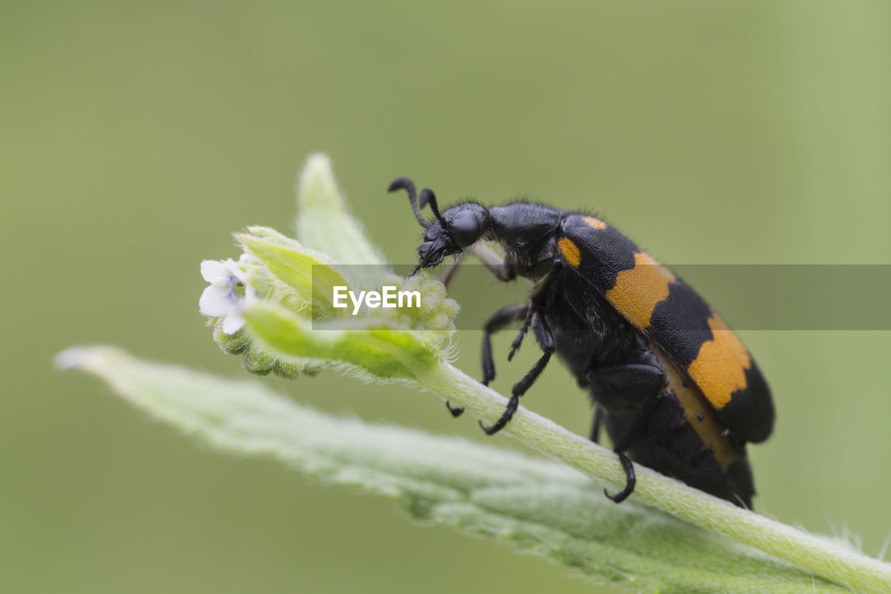 CLOSE-UP OF CATERPILLAR ON LEAF