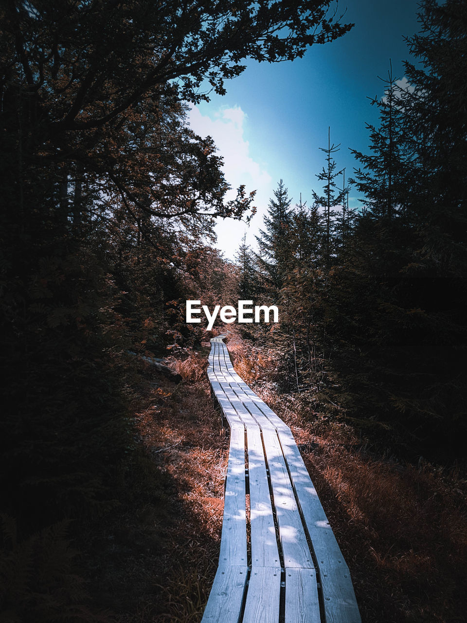 Road amidst trees in forest against sky