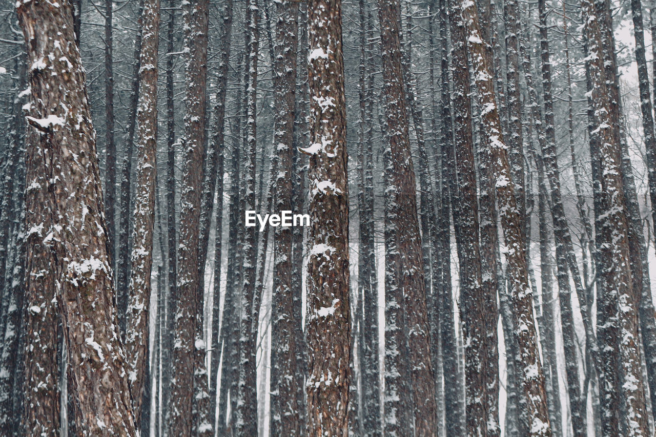 Full frame shot of trees in forest