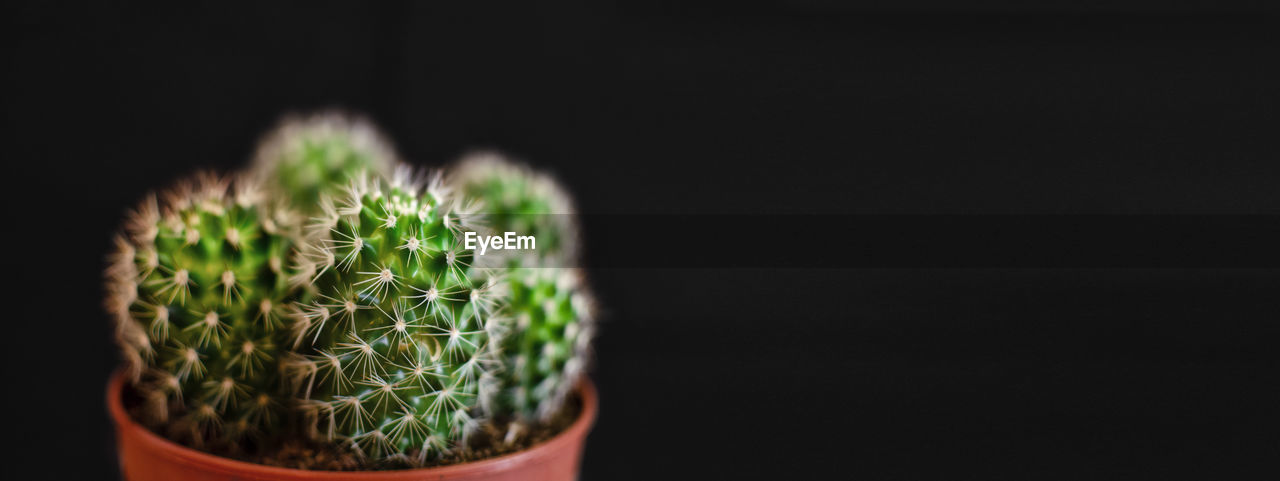 CLOSE-UP OF SUCCULENT PLANT AGAINST BLACK BACKGROUND