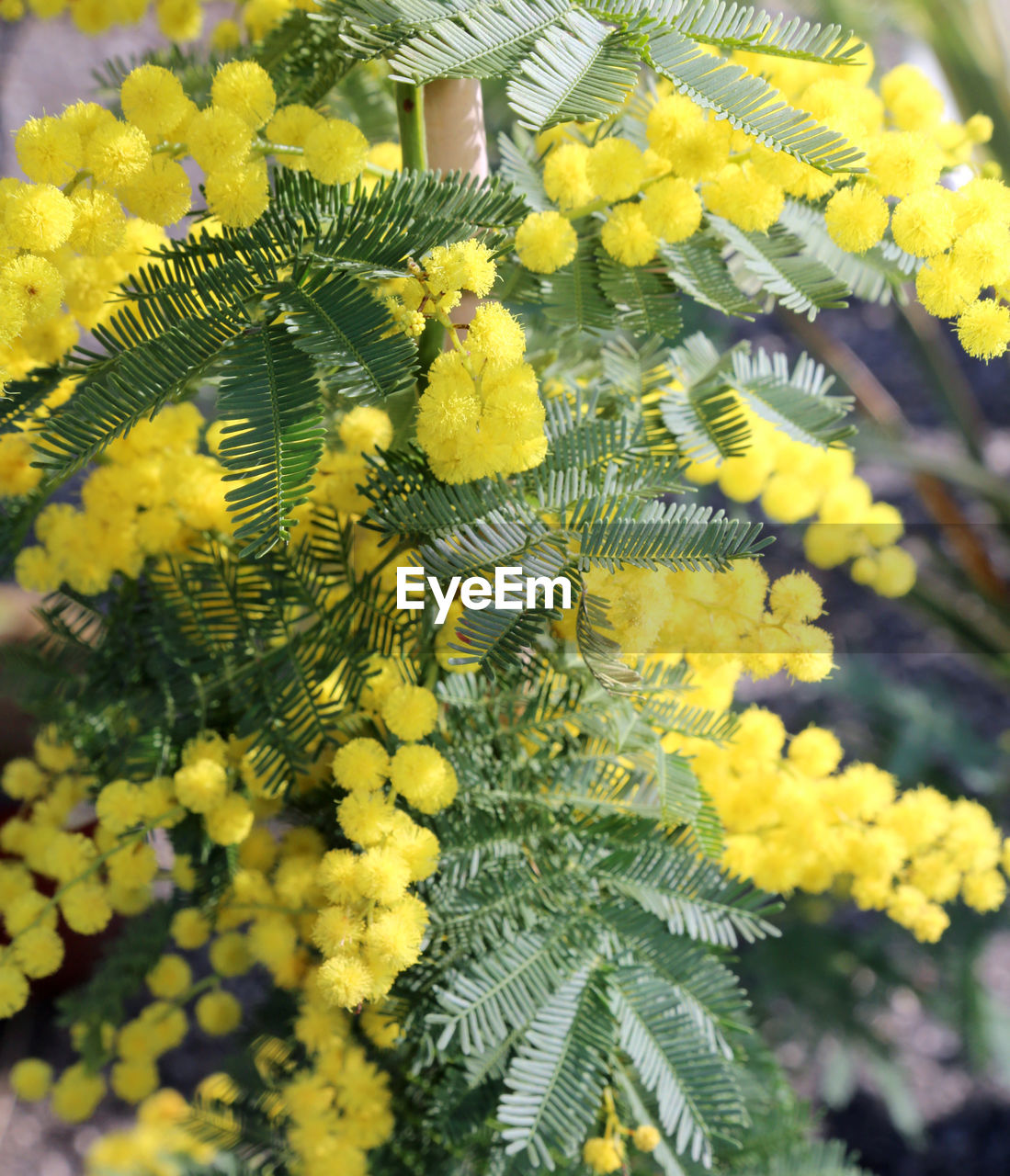 CLOSE-UP OF YELLOW FLOWER PLANTS