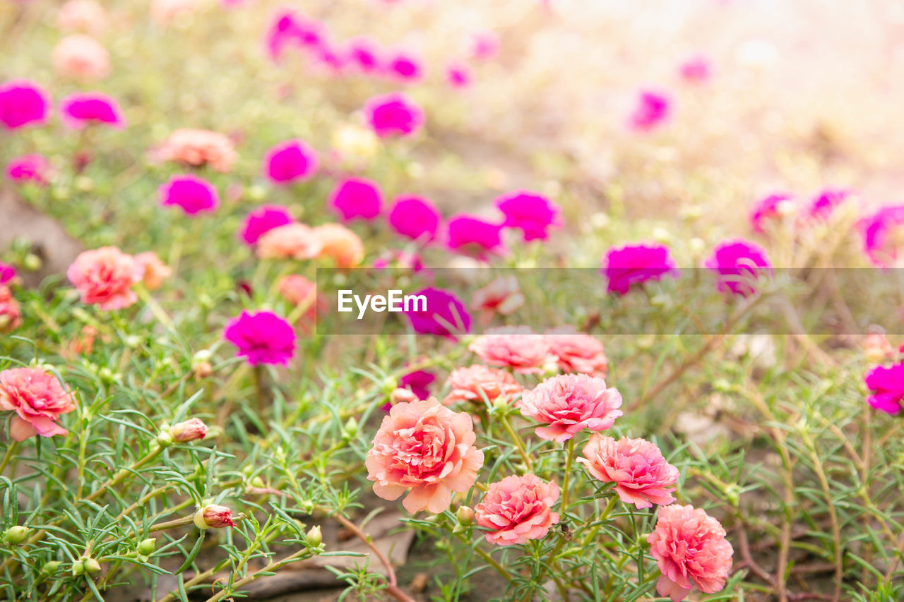 CLOSE-UP OF PINK FLOWERING PLANTS ON FIELD