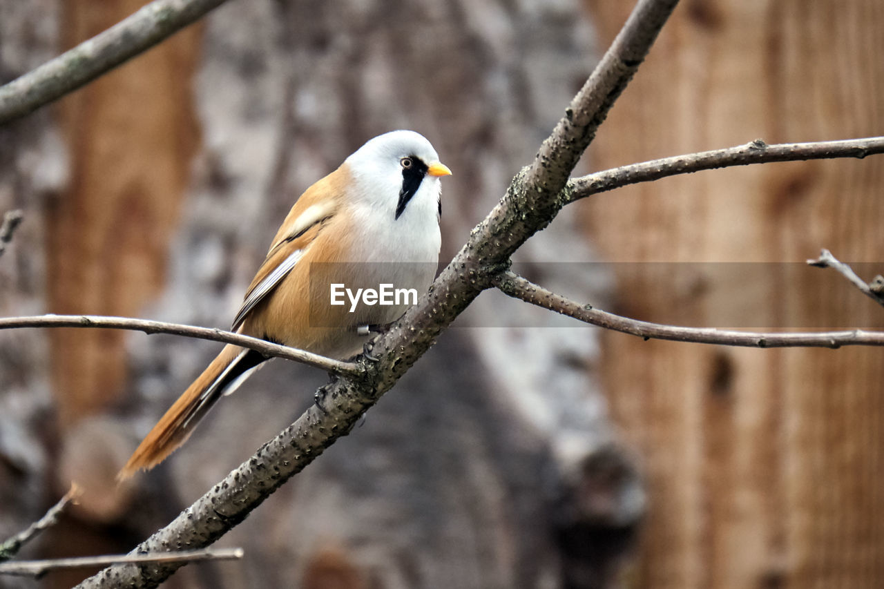 CLOSE-UP OF BIRD PERCHING ON A TREE