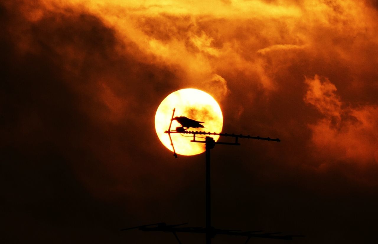 Silhouette bird on antenna during sunset