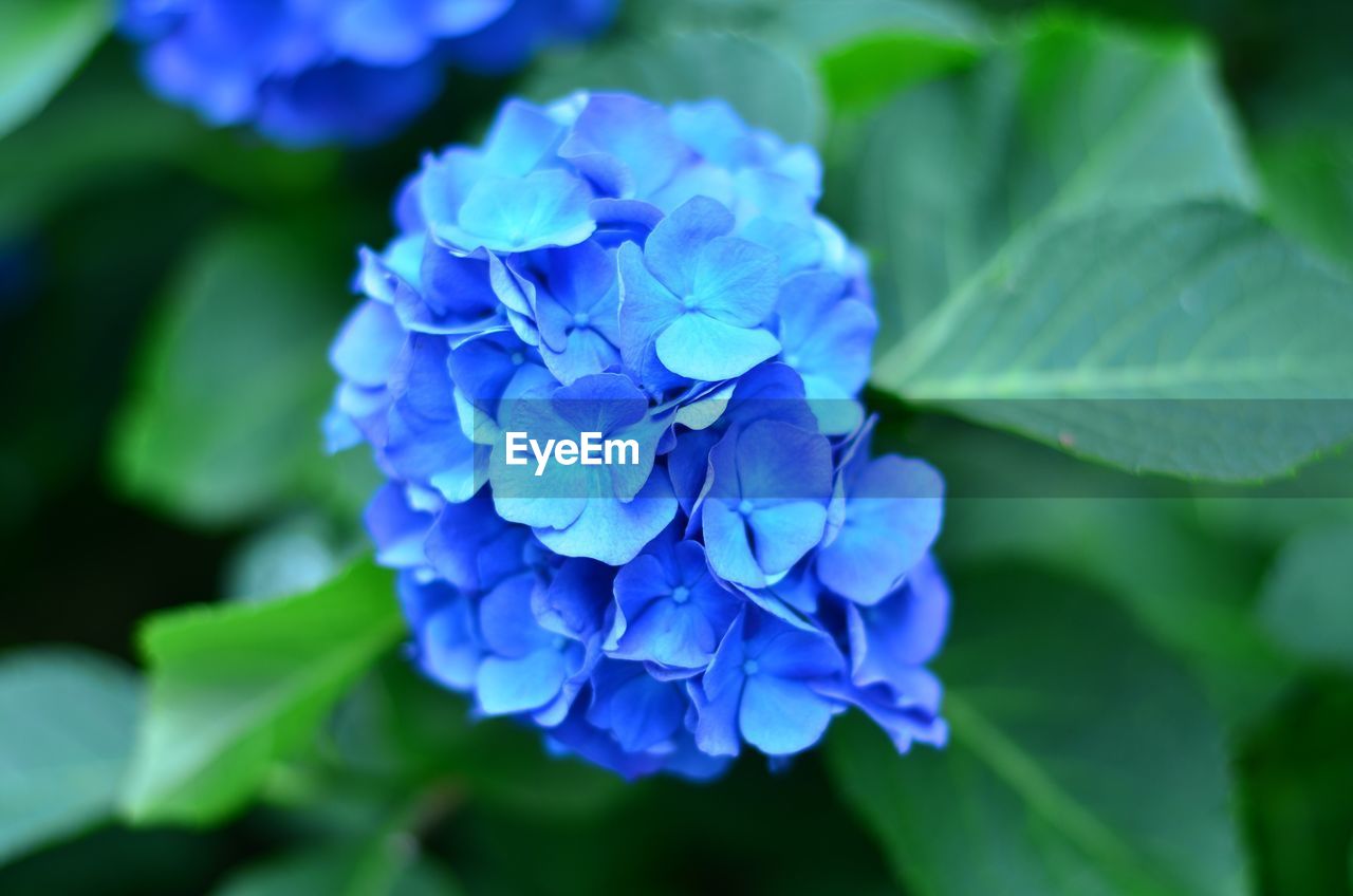 Close-up of purple flowers