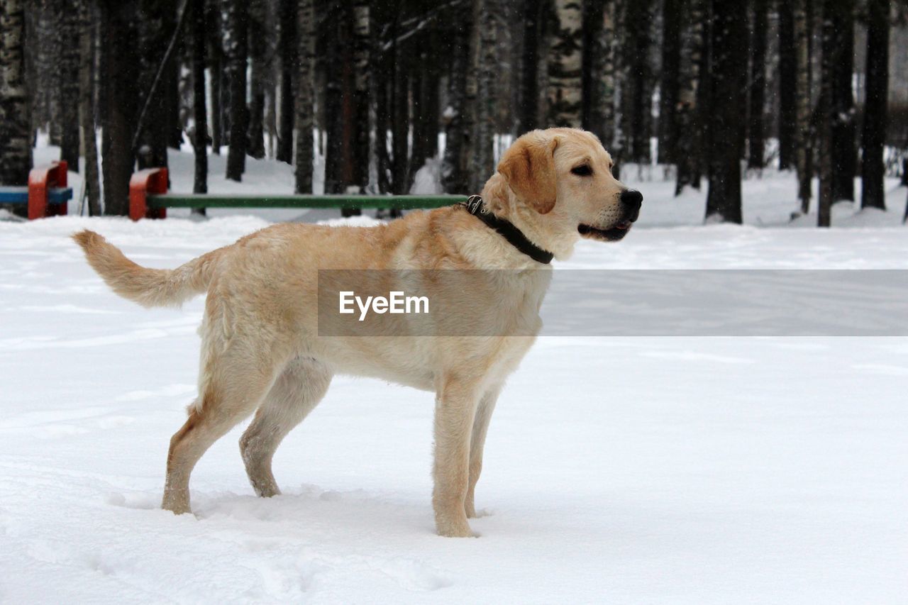 Dog on snow covered land