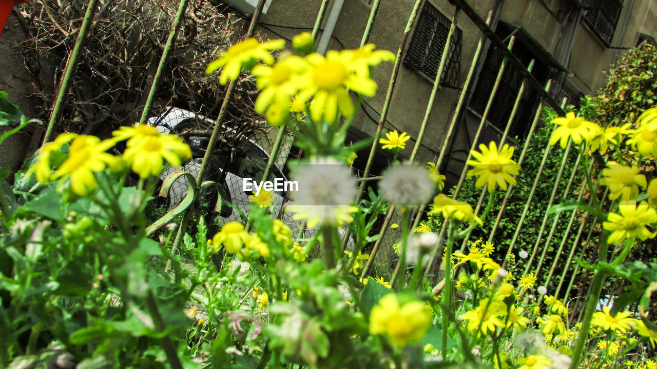 CLOSE-UP OF YELLOW FLOWERS BLOOMING