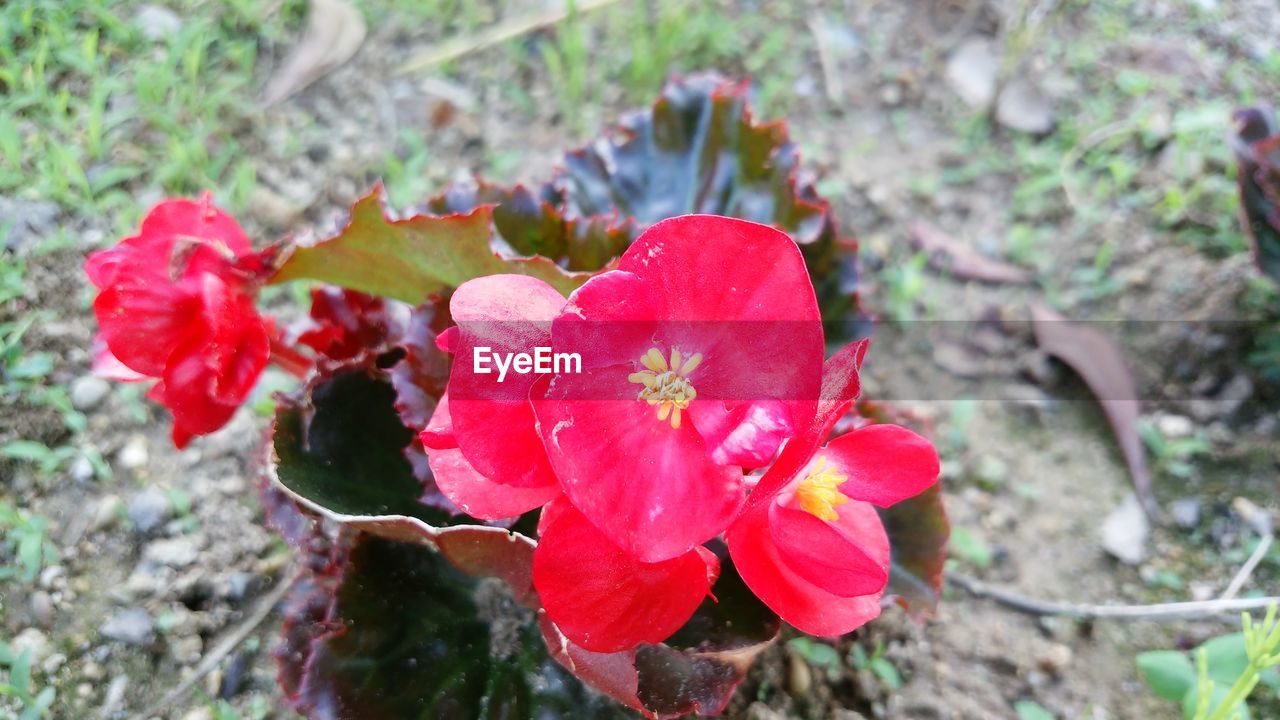 CLOSE-UP OF RED FLOWERS