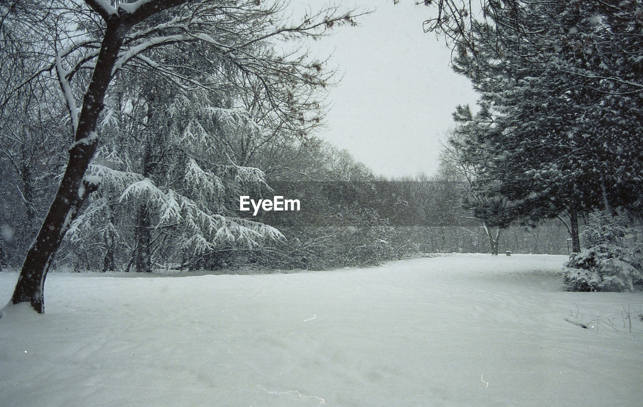 SNOW COVERED TREES AGAINST SKY