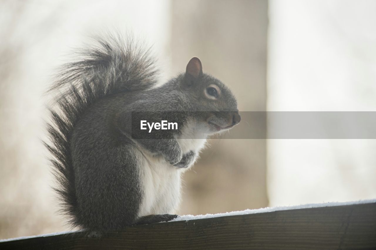 Squirrel sitting on wall