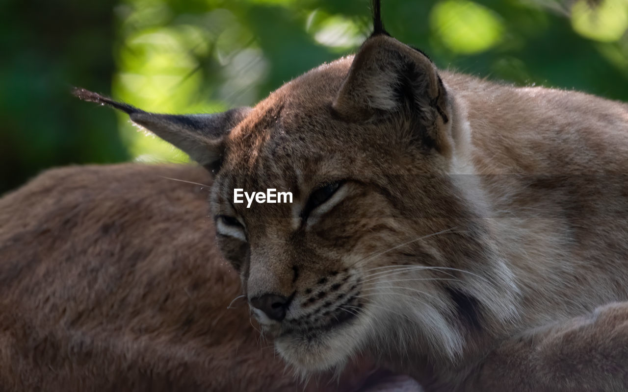 Close-up of a cat looking away