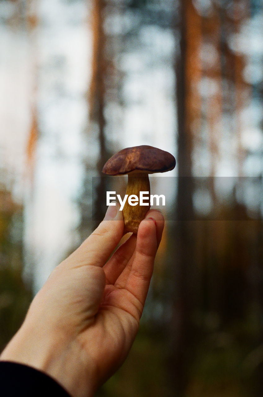 Close-up of hand holding mushroom