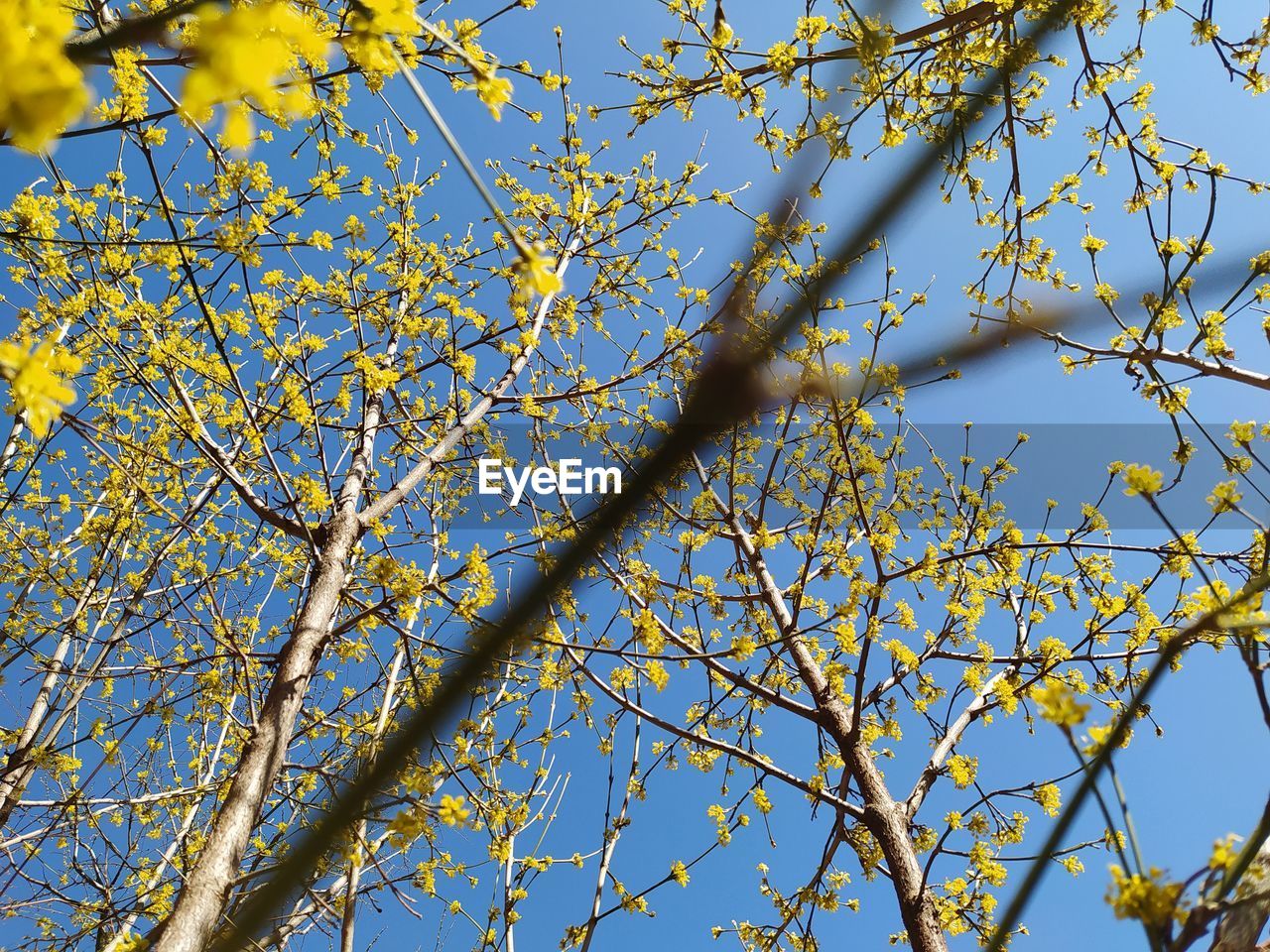 LOW ANGLE VIEW OF FLOWERING TREE AGAINST CLEAR SKY