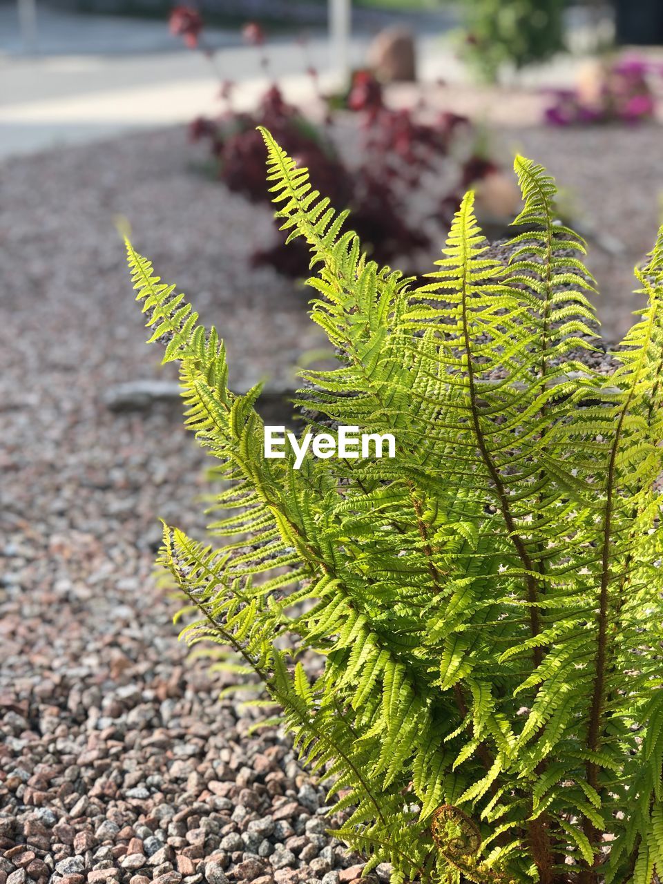 CLOSE-UP OF PLANT GROWING ON STREET