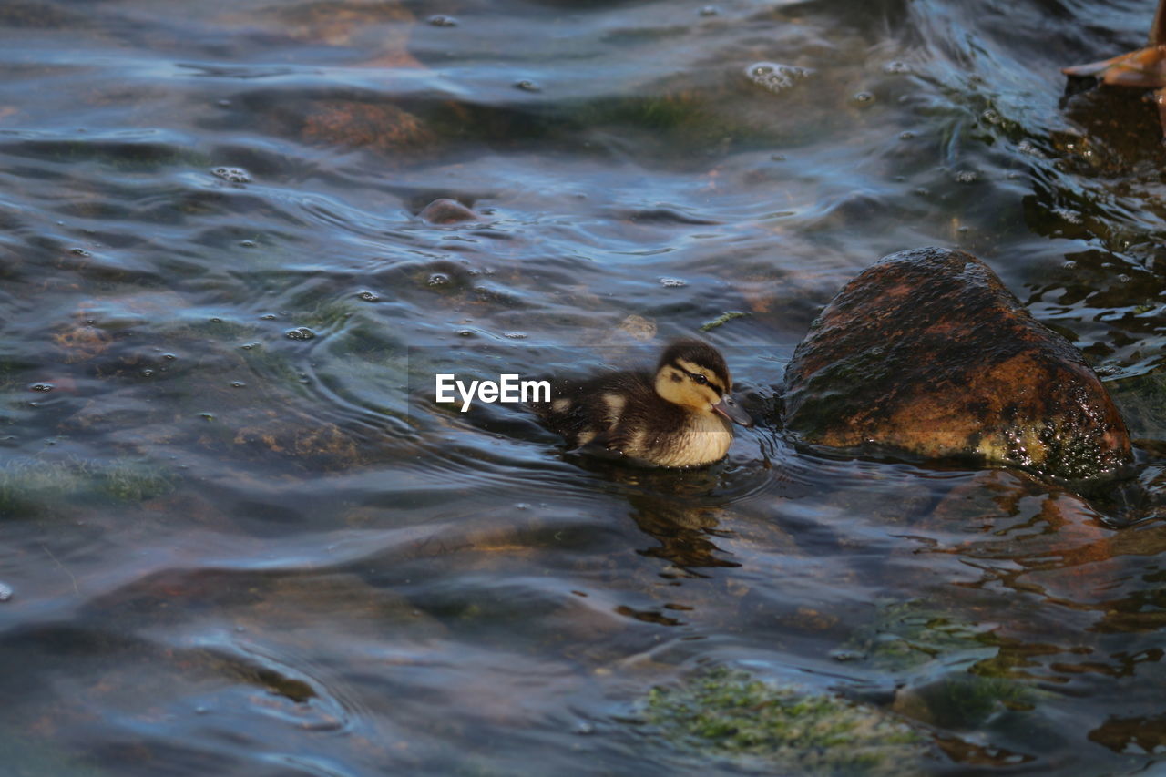 HIGH ANGLE VIEW OF DUCK IN LAKE