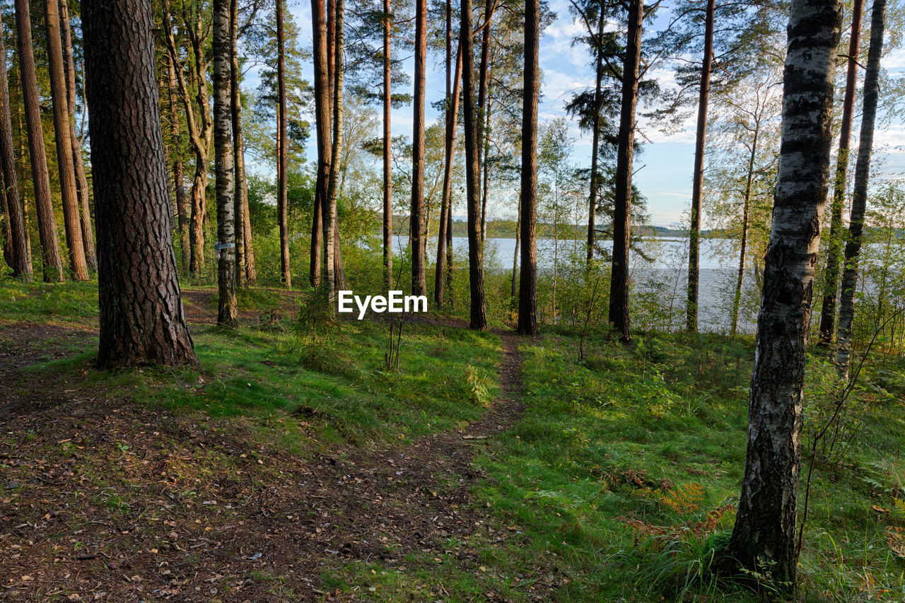 Pine trees in forest