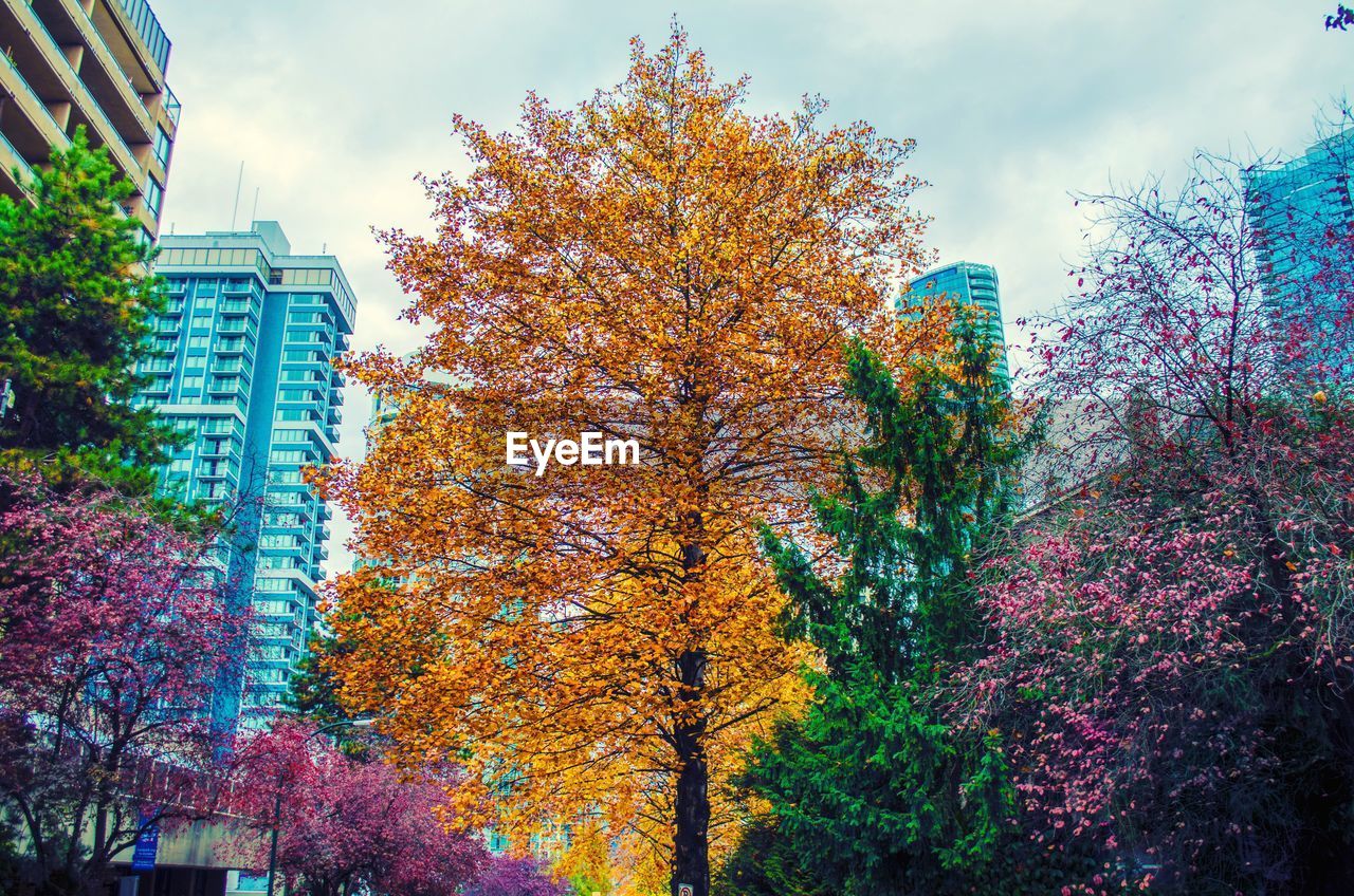 CLOSE-UP OF MULTI COLORED TREE AGAINST SKY
