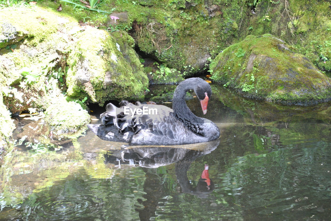 HIGH ANGLE VIEW OF DUCKS SWIMMING IN LAKE