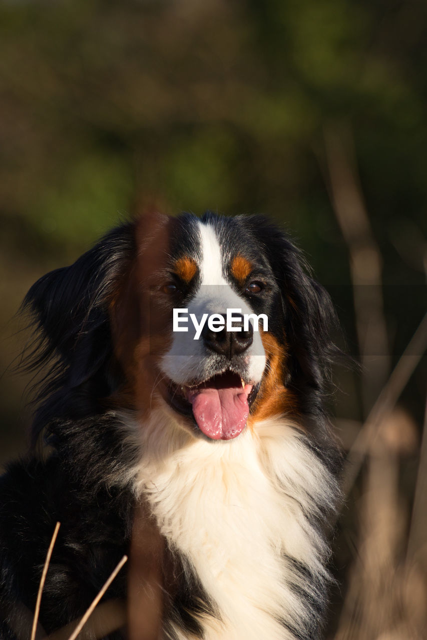 CLOSE-UP OF DOG STICKING OUT TONGUE