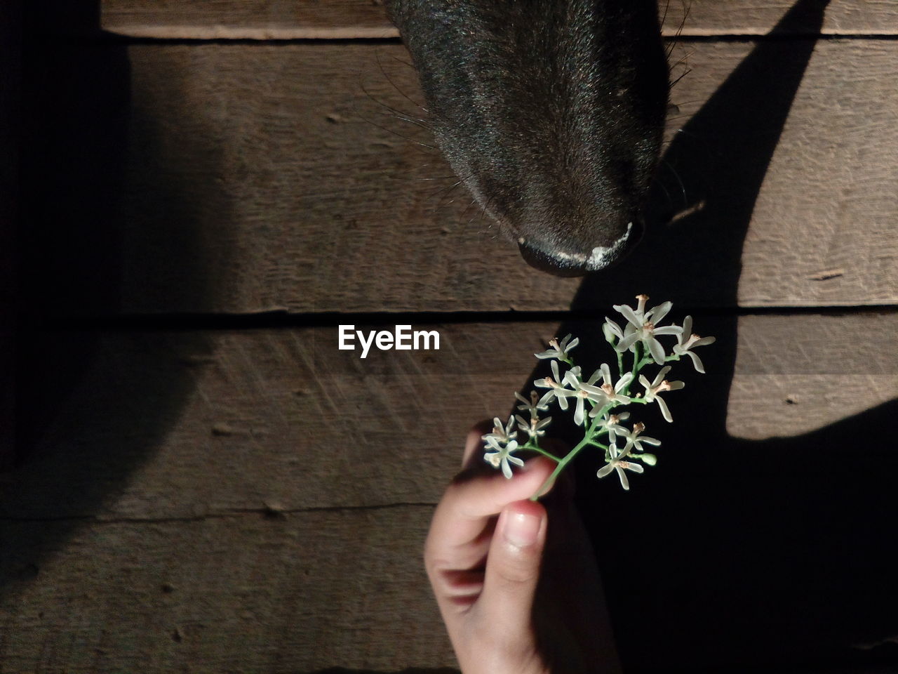 Cropped image of person holding flower while dog smelling