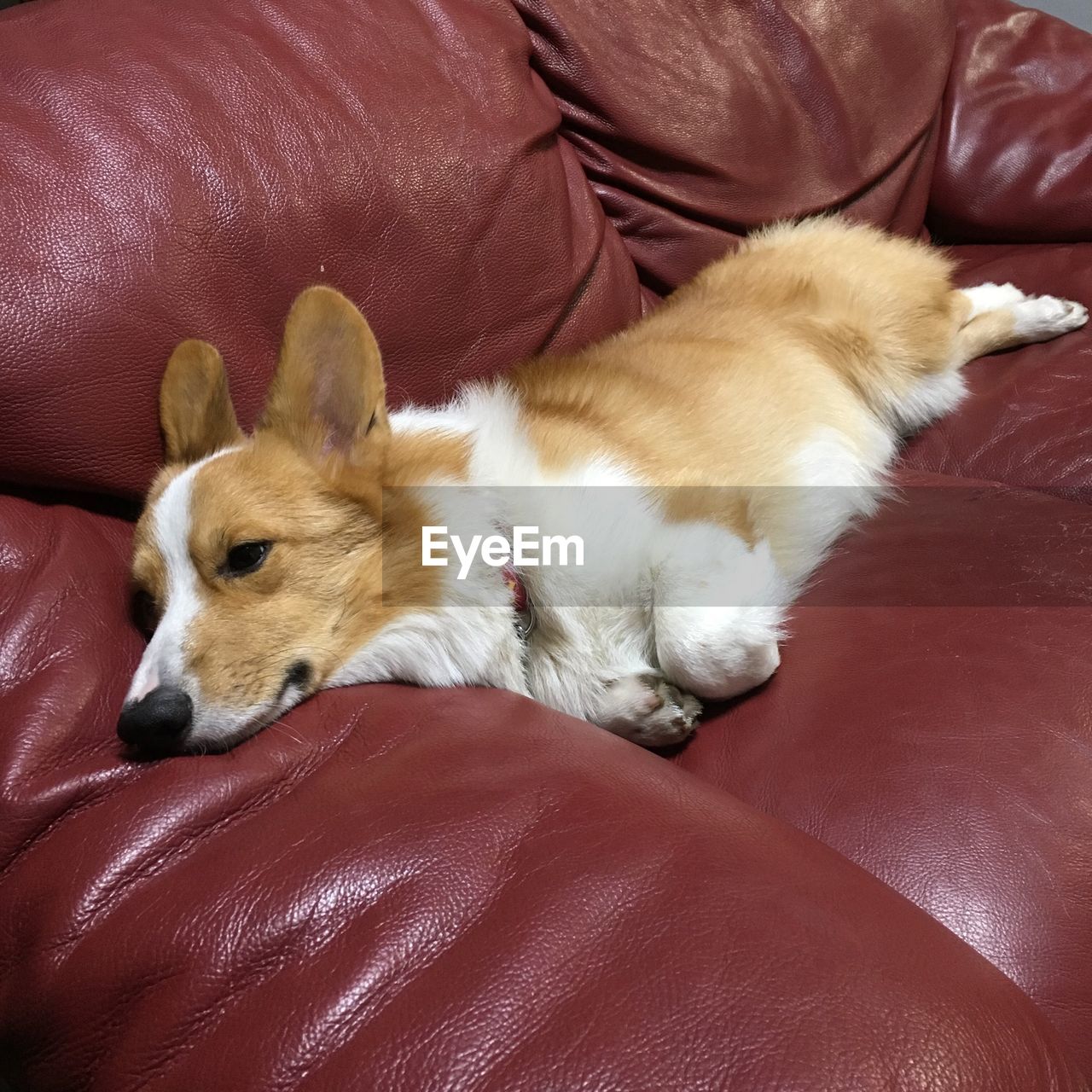 DOG SLEEPING ON SOFA