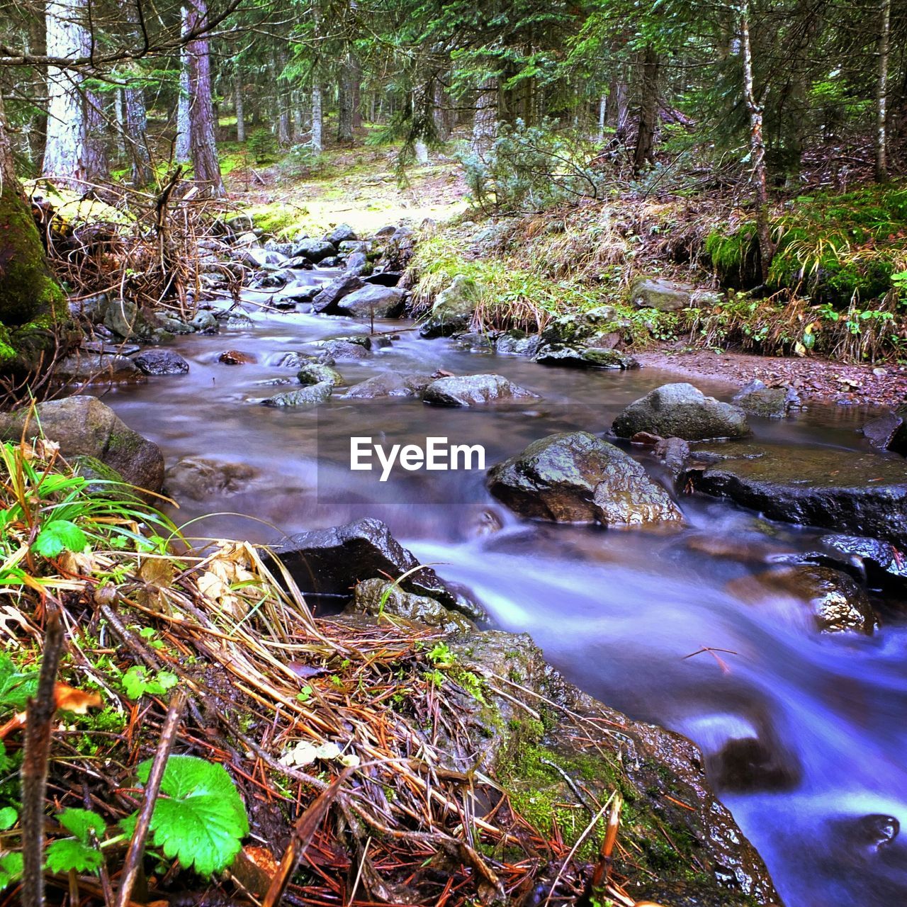 creek, stream, water, forest, plant, tree, wilderness, natural environment, river, beauty in nature, nature, woodland, land, watercourse, body of water, scenics - nature, flowing water, tranquility, leaf, no people, growth, autumn, non-urban scene, environment, tranquil scene, rapid, flowing, day, rock, outdoors, rainforest, motion, green, landscape, idyllic, stream bed, tree trunk, long exposure, trunk