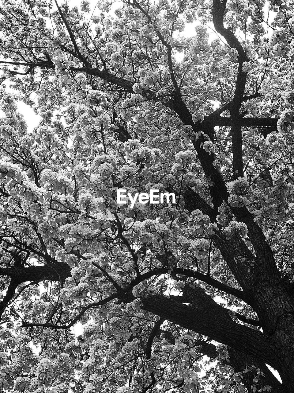 Tree with lush blossom