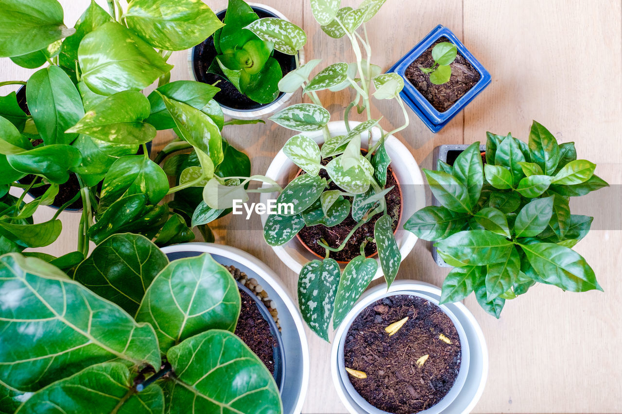 Directly above shot of potted plants on floorboard