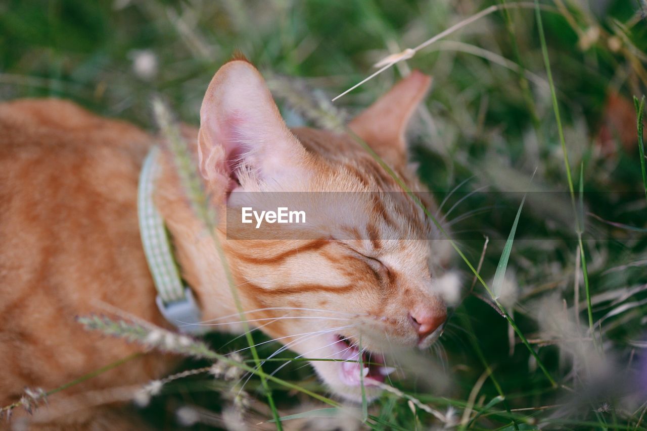 Cat biting grass with closed eyes