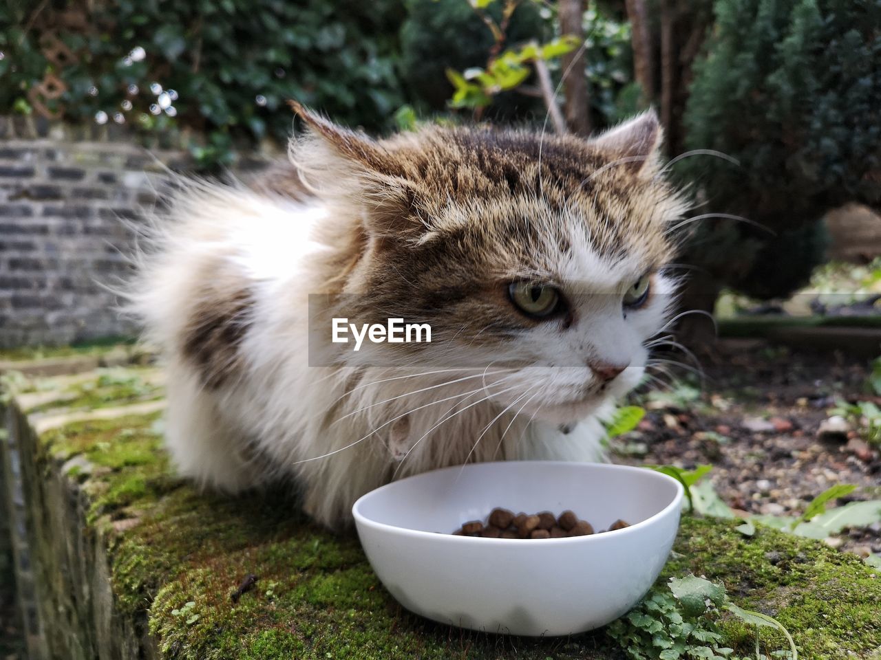 CLOSE-UP OF A CAT LOOKING AT FOOD OUTDOORS