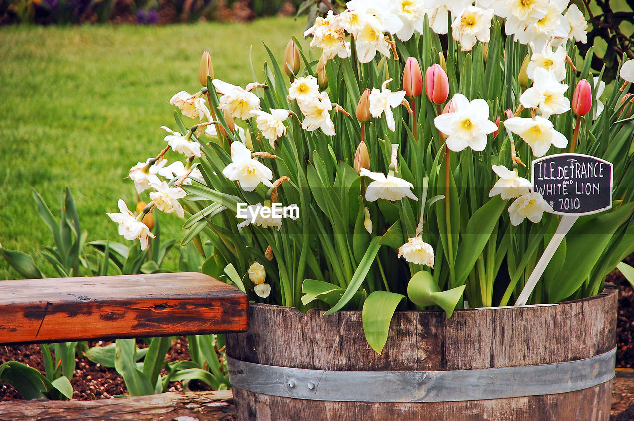 CLOSE-UP OF WHITE FLOWERING PLANTS IN POT