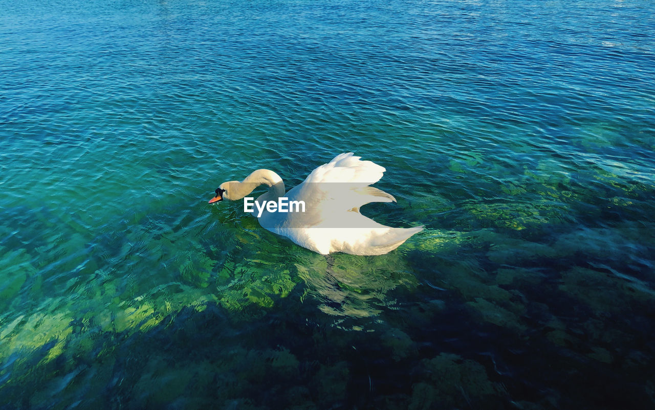 High angle view of swan swimming in river