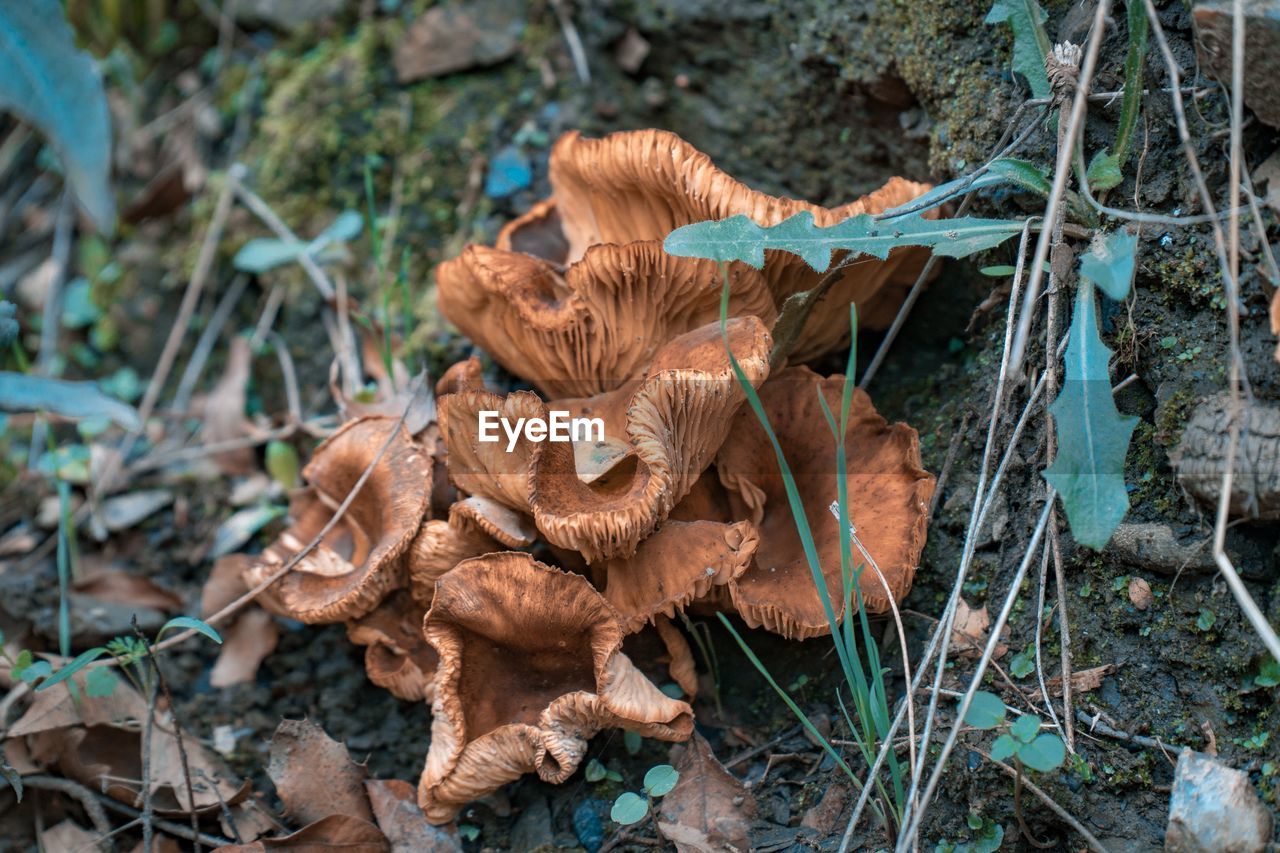 Close-up of mushrooms on dry leaves