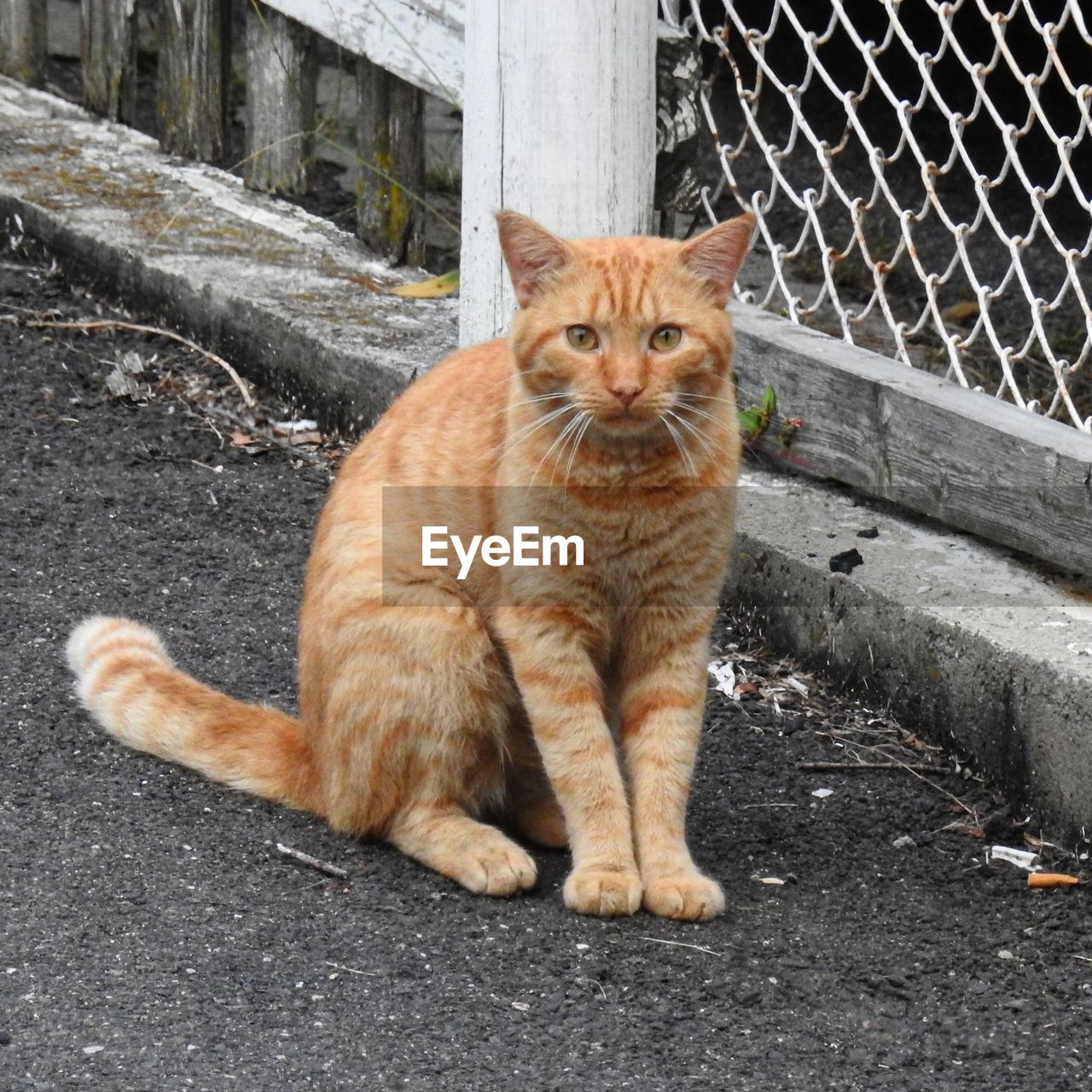 PORTRAIT OF CAT SITTING ON COBBLESTONE