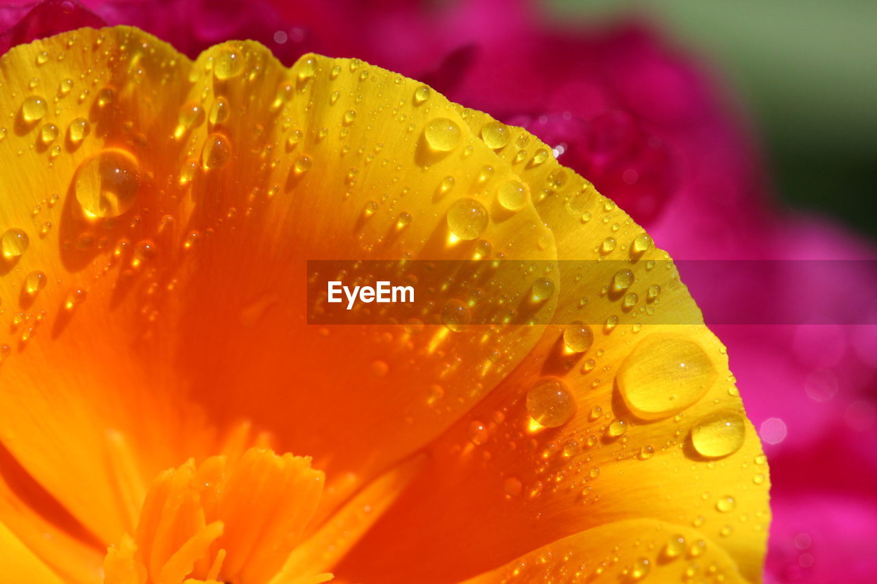 Close-up of water drops on yellow flower