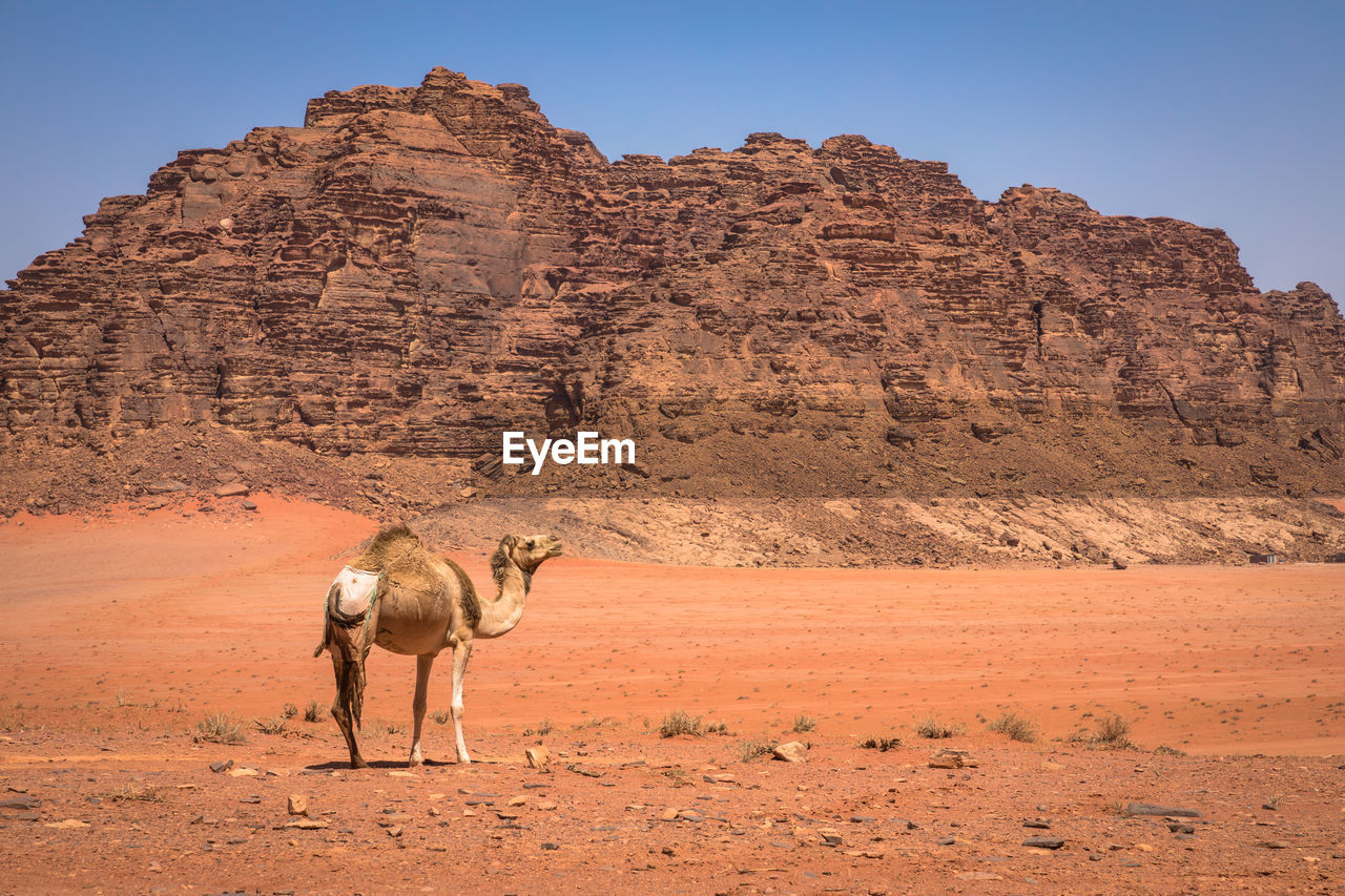VIEW OF A HORSE ON DESERT