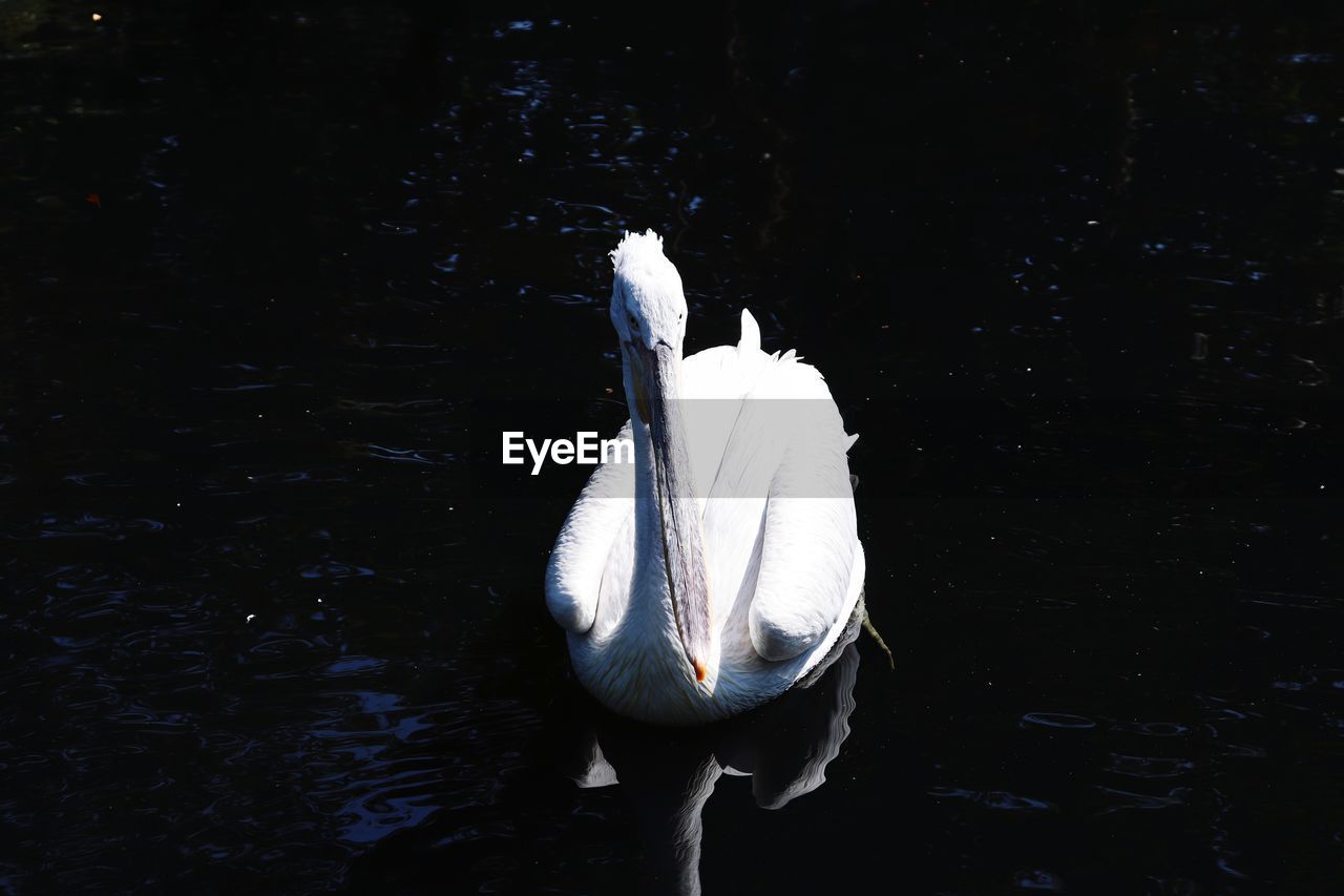 SWAN SWIMMING IN A LAKE