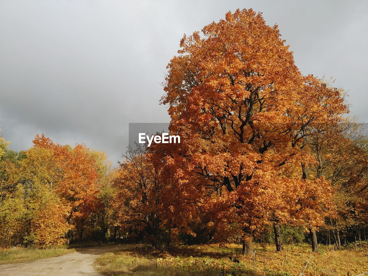 TREES GROWING ON FIELD AGAINST SKY