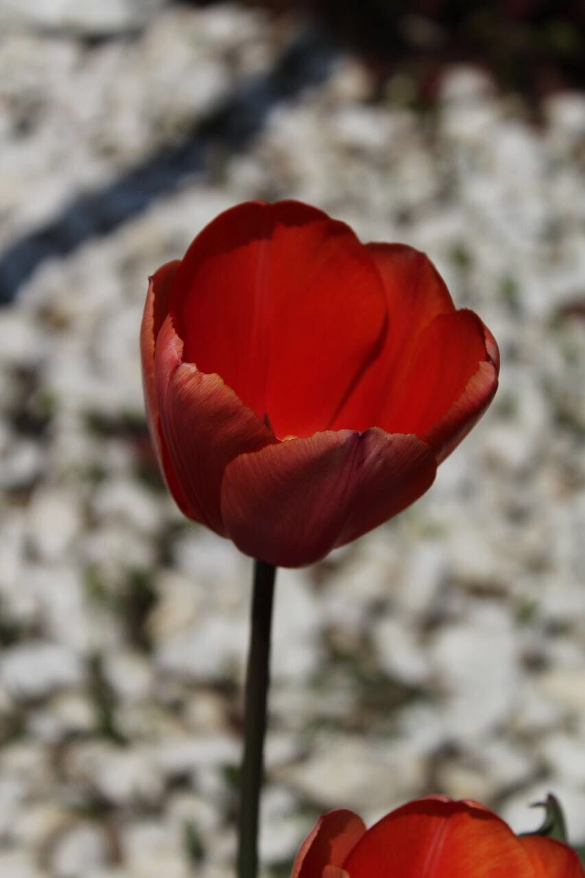 CLOSE-UP OF RED TULIPS